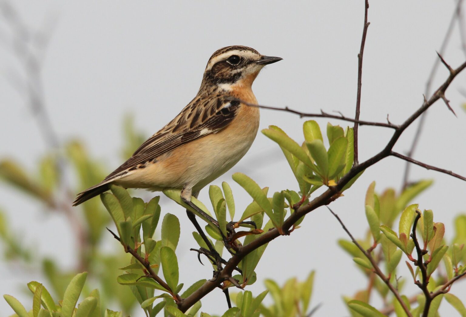 The NHBS Guide to UK Chat and Flycatcher Identification