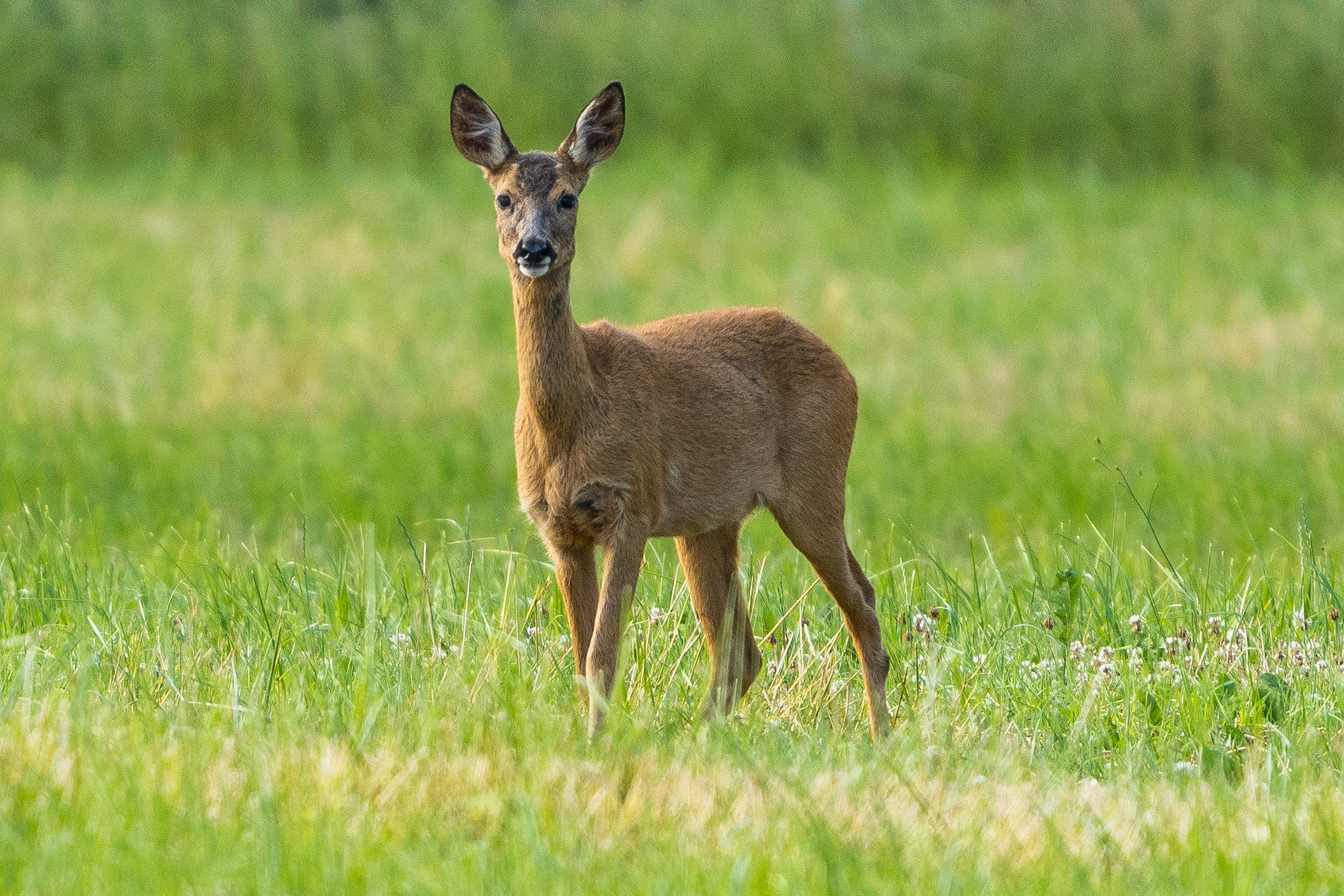 The NHBS Introduction to Habitats: Grassland