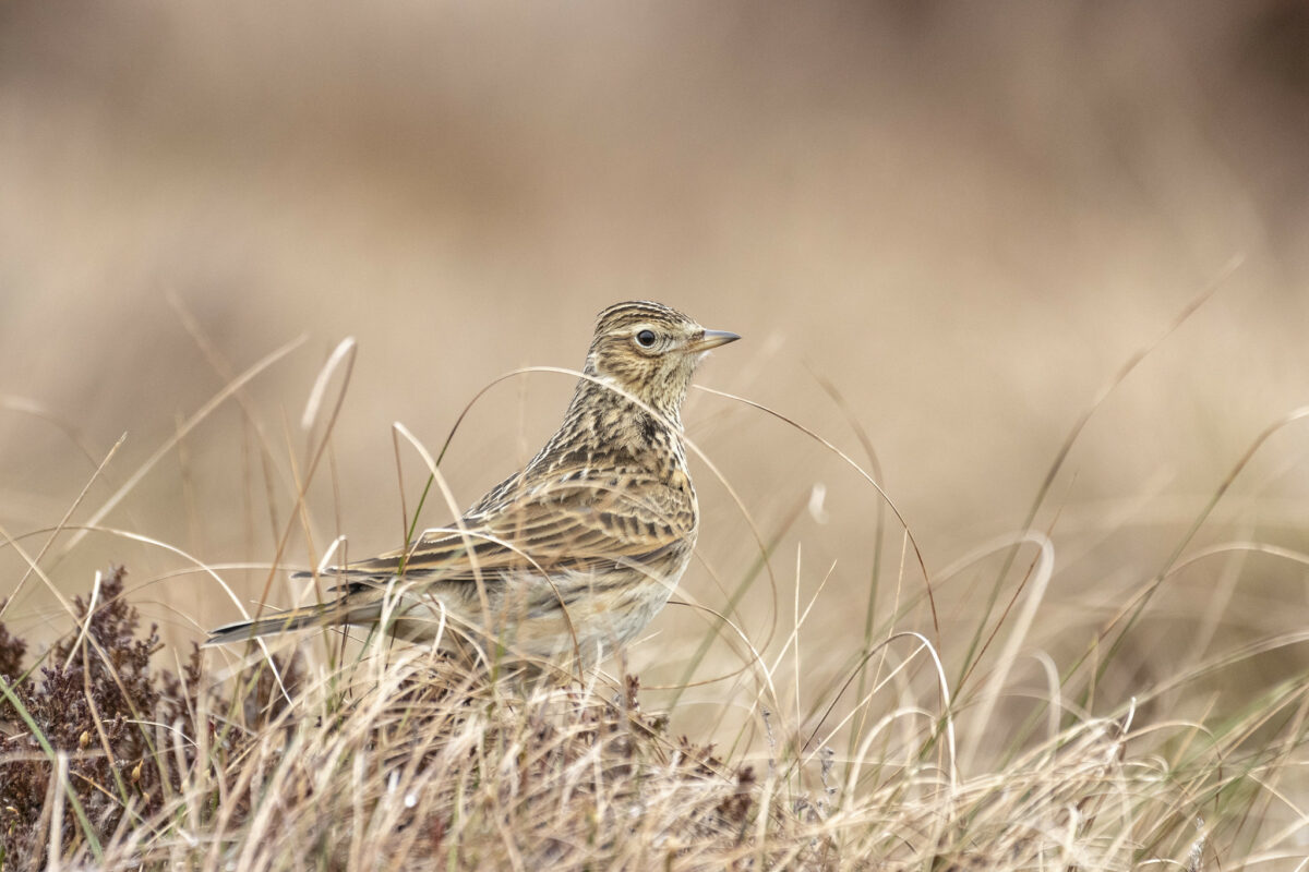 The NHBS Introduction to Habitats: Grassland