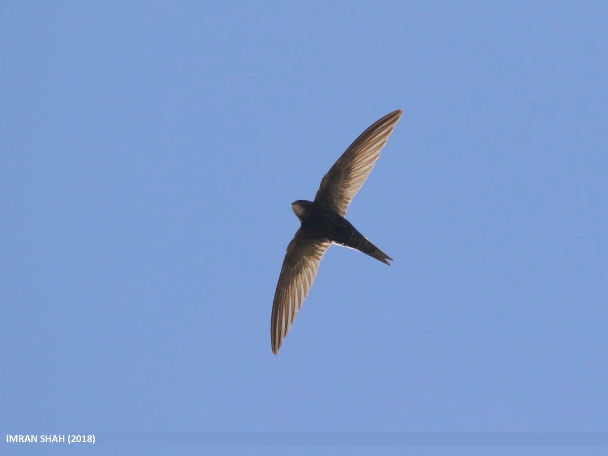 The NHBS Guide to Swifts, Swallows and Martins Identification