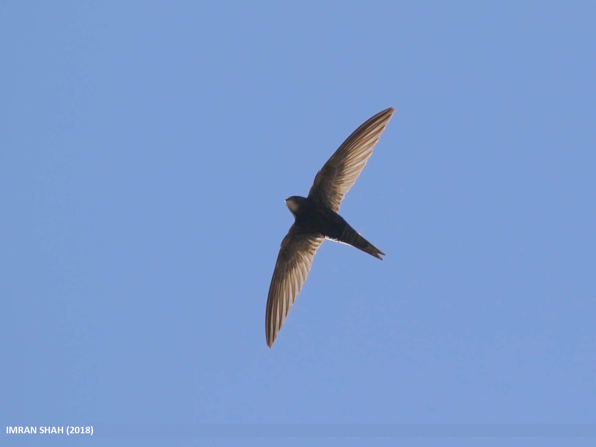 The NHBS Guide to Swifts, Swallows and Martins Identification