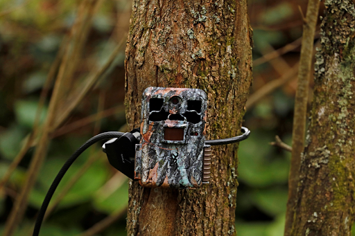 Trail Camera Tips and Troubleshooting: Part 2