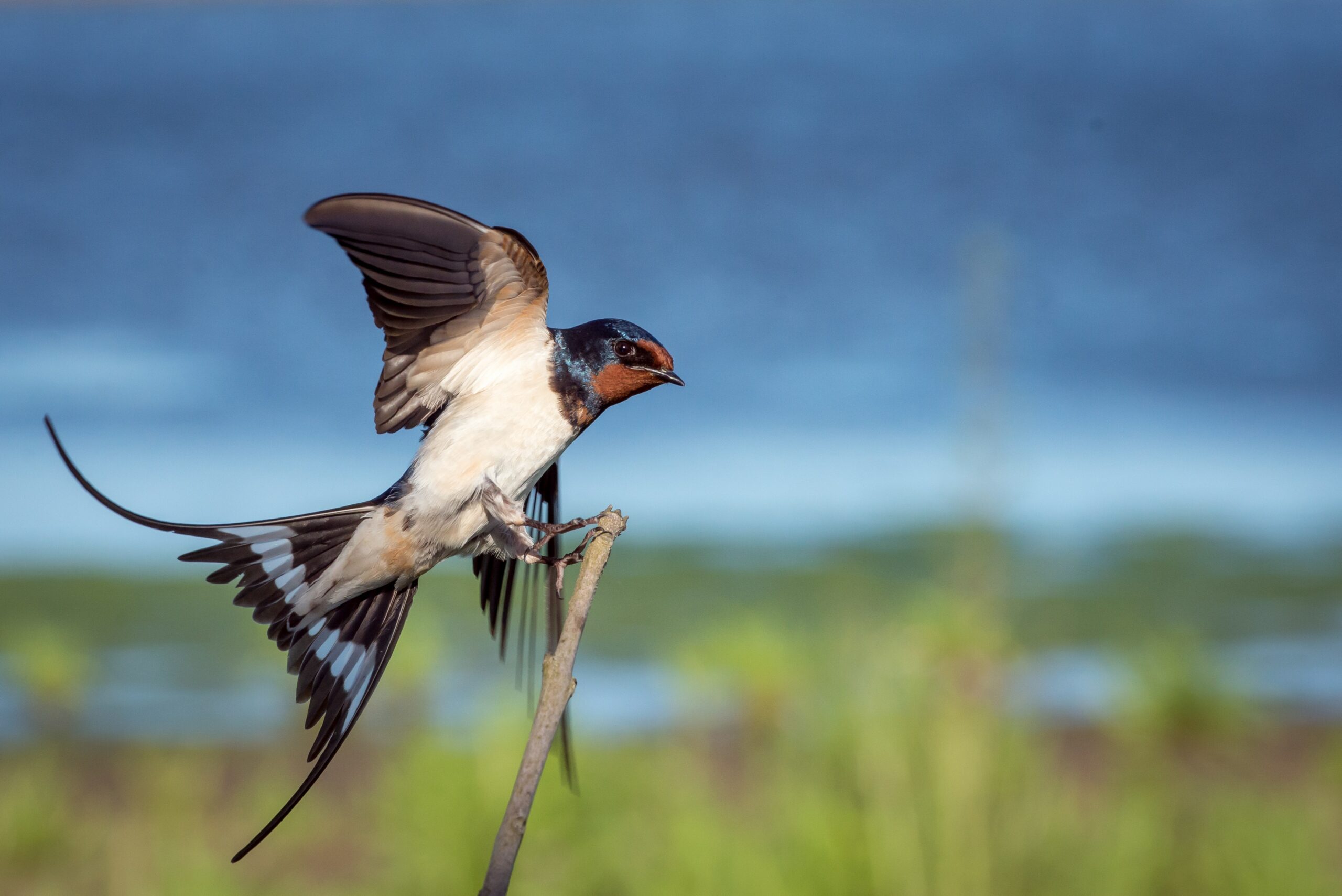 Swallow is a small bird with dark, glossy-blue back, red throat