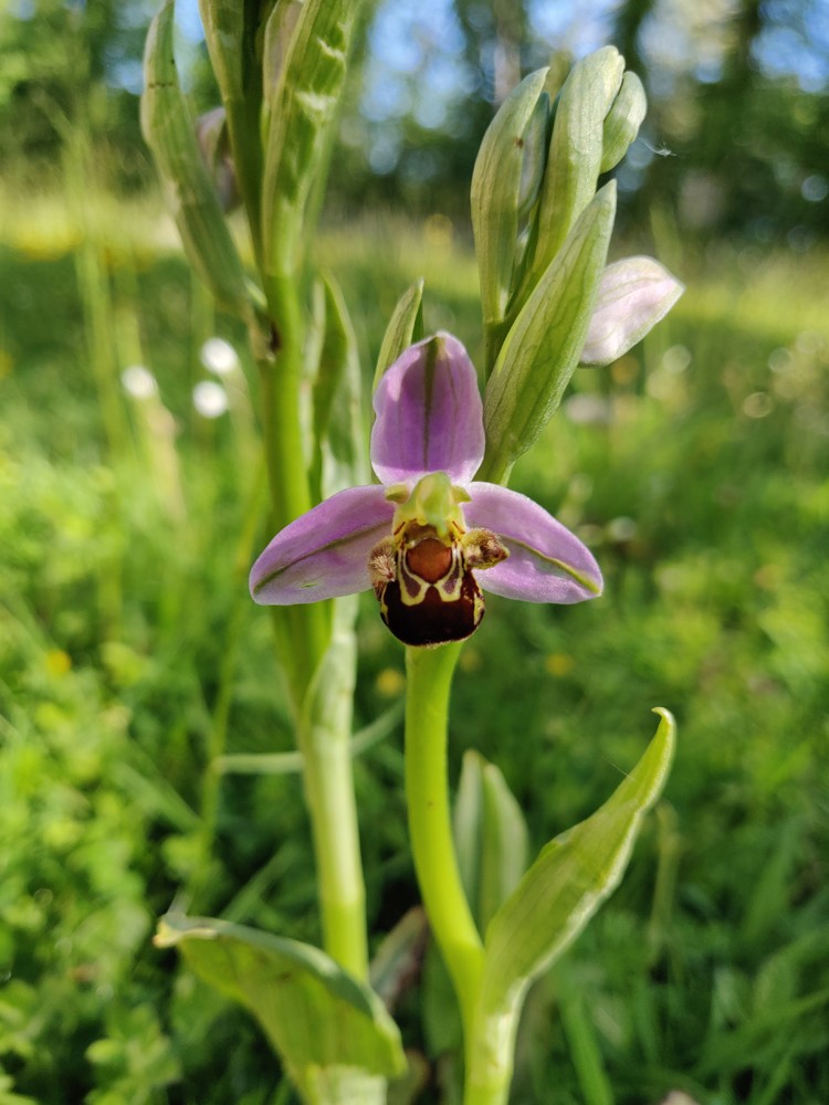 A bee orchid in the centre, in front of a wild lawn