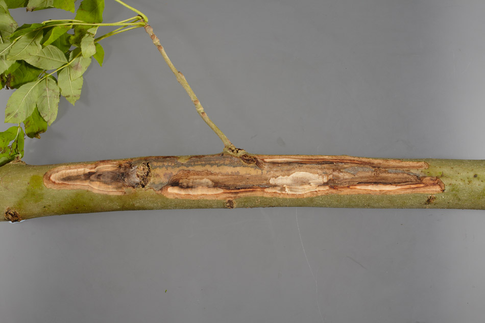 Ash Dieback (Chalara) – Hoopoe – A blog by nhbs