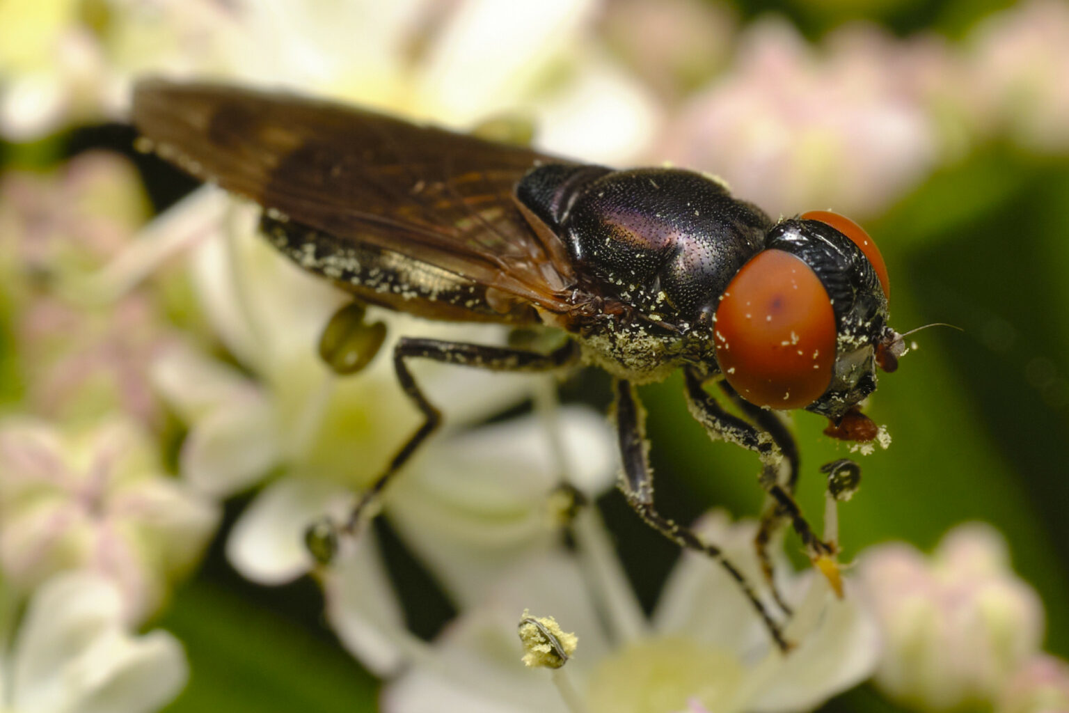 The NHBS Guide to UK Hoverflies Part 1