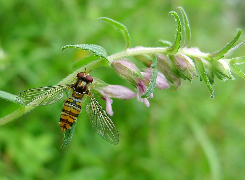 The NHBS Guide to UK Hoverflies: Part 2