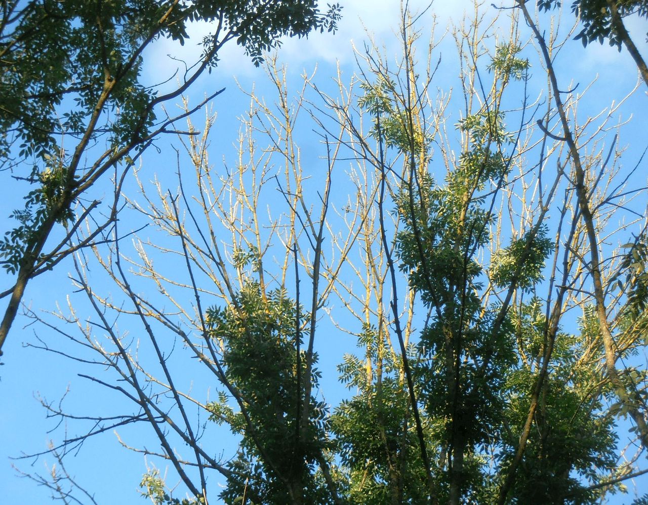 Ash Dieback (Chalara)