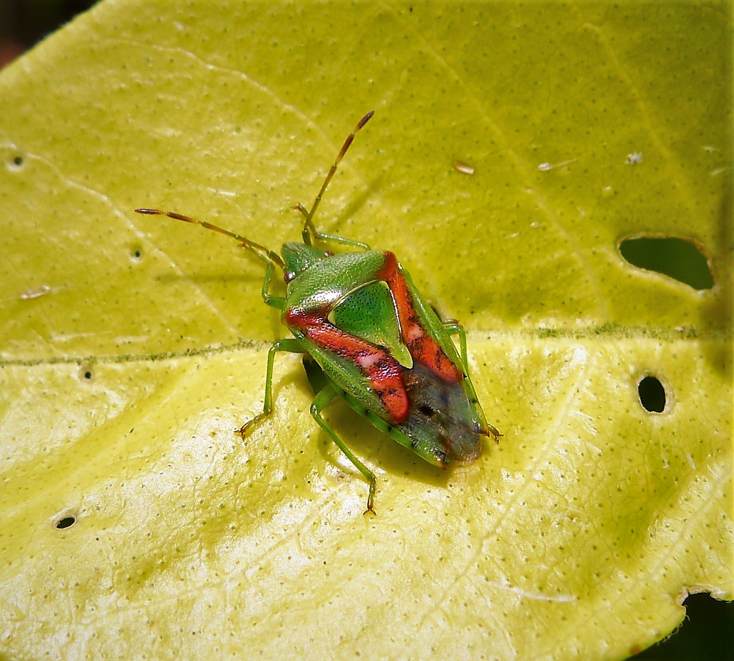 The NHBS Guide to UK Shieldbug Identification