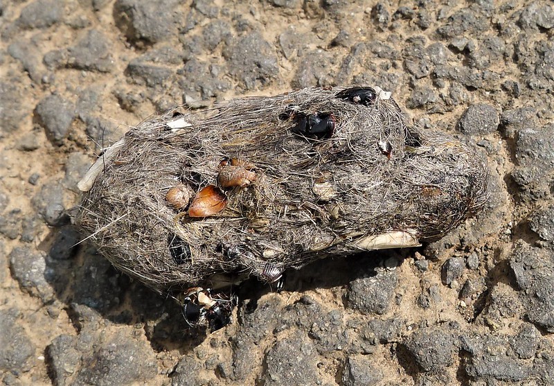 The Magnifying Glass: Owl Pellets