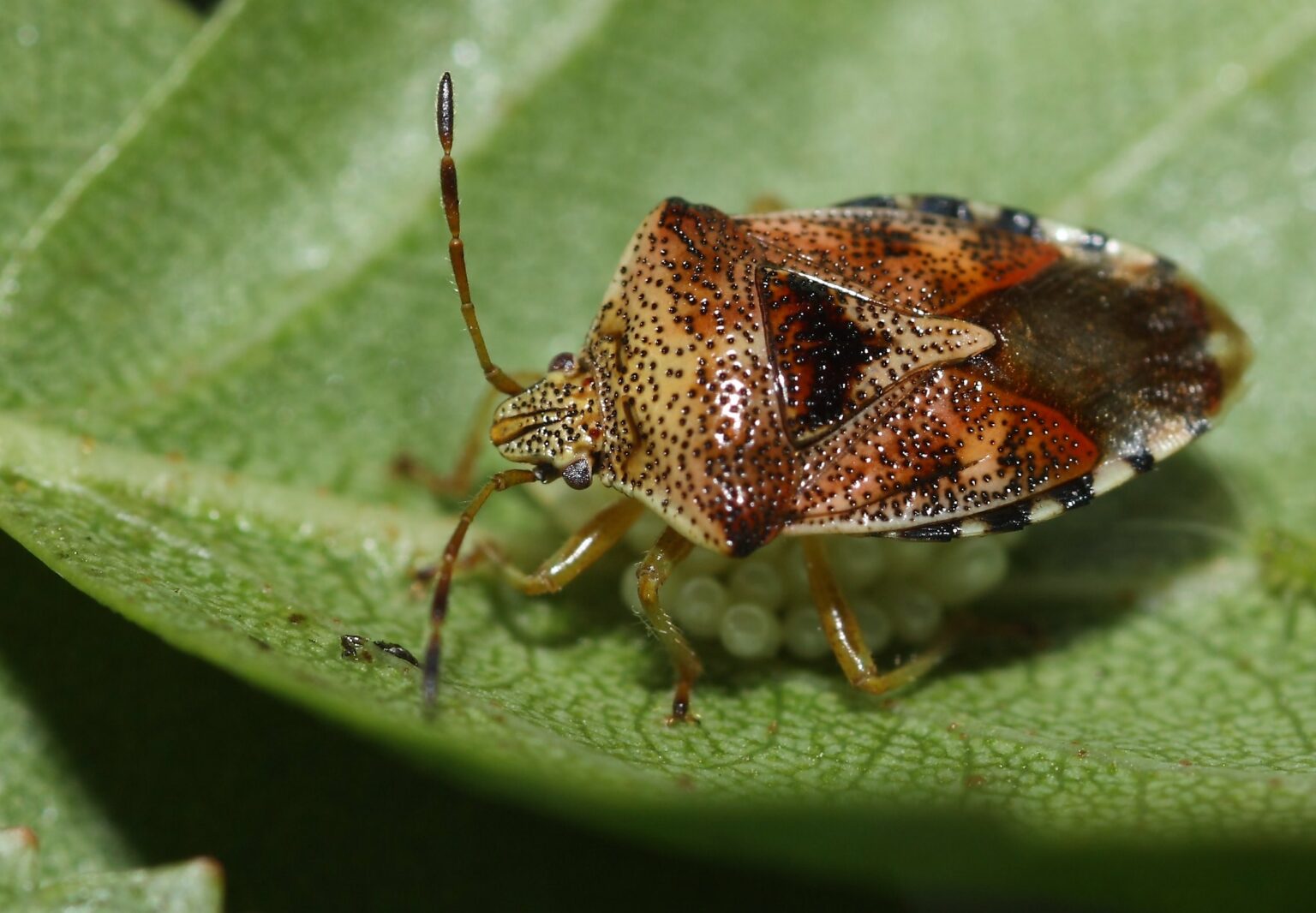 The NHBS Guide to UK Shieldbug Identification