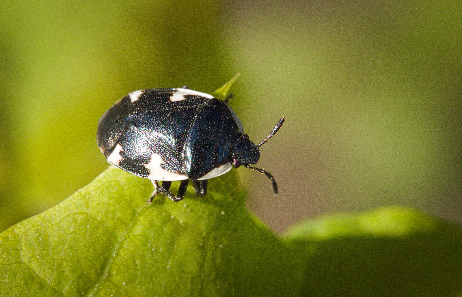 The NHBS Guide to UK Shieldbug Identification