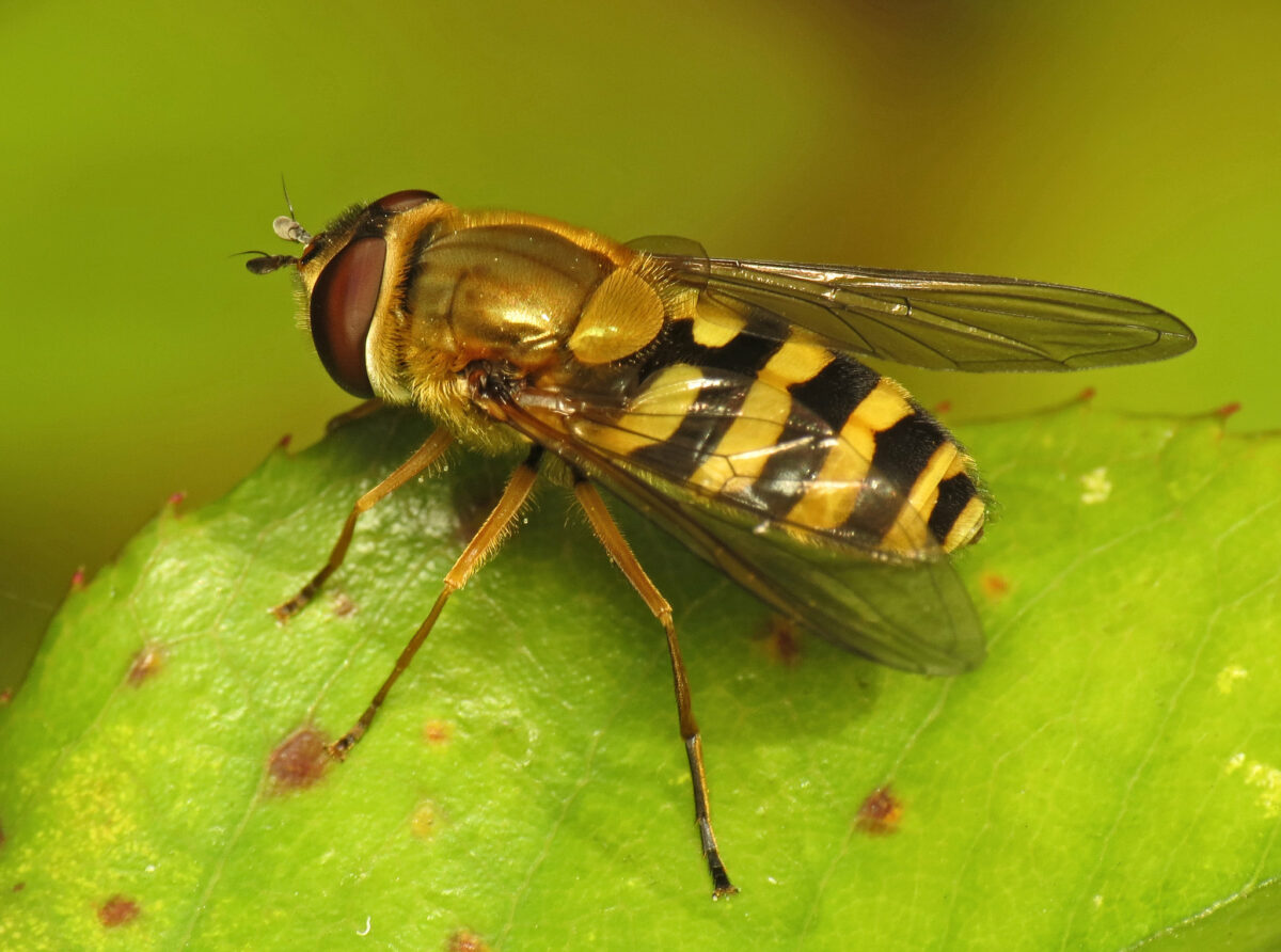 The NHBS Guide to UK Hoverflies: Part 1