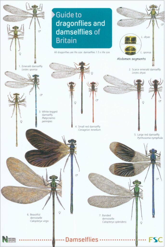 Wing shape variation of Lestes sponsa across all the populations