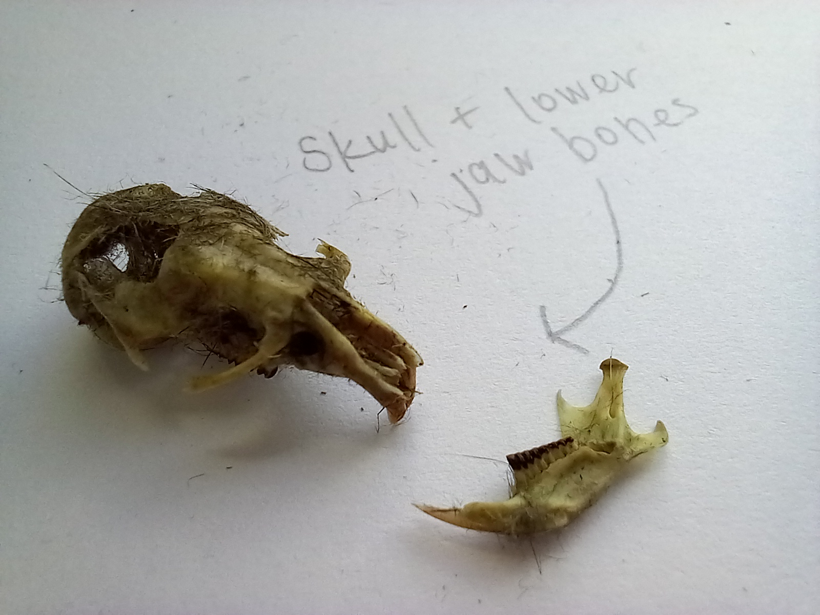 Barn Owl Pellet Analysis and Dissection - The Barn Owl Trust