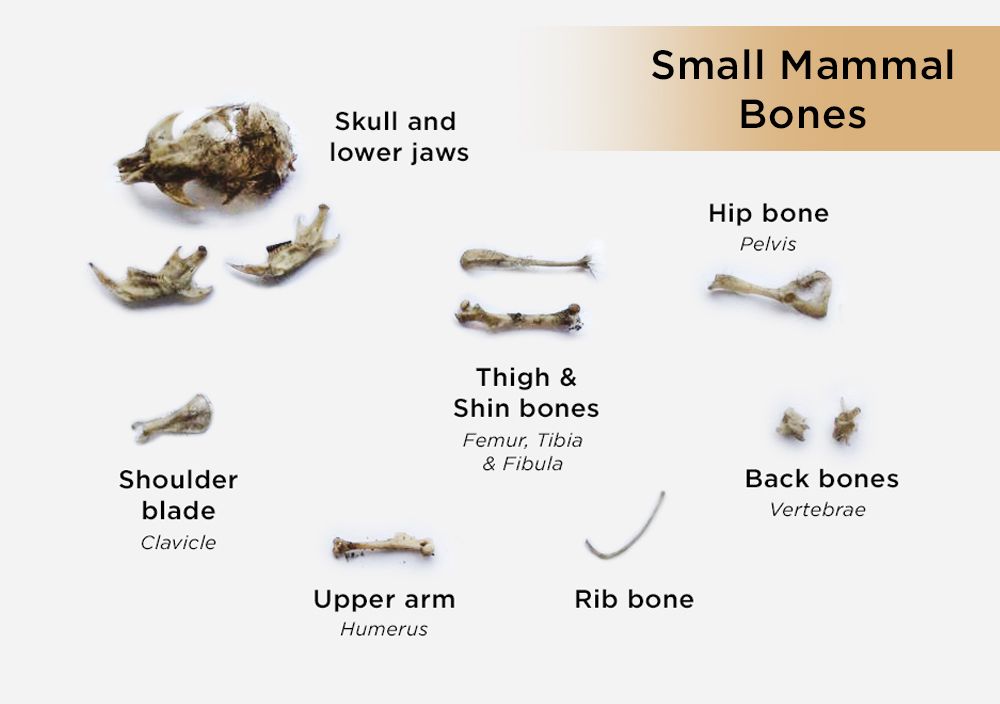 owl pellets bones