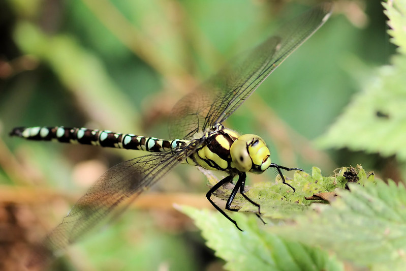 A Summer of Dragonflies