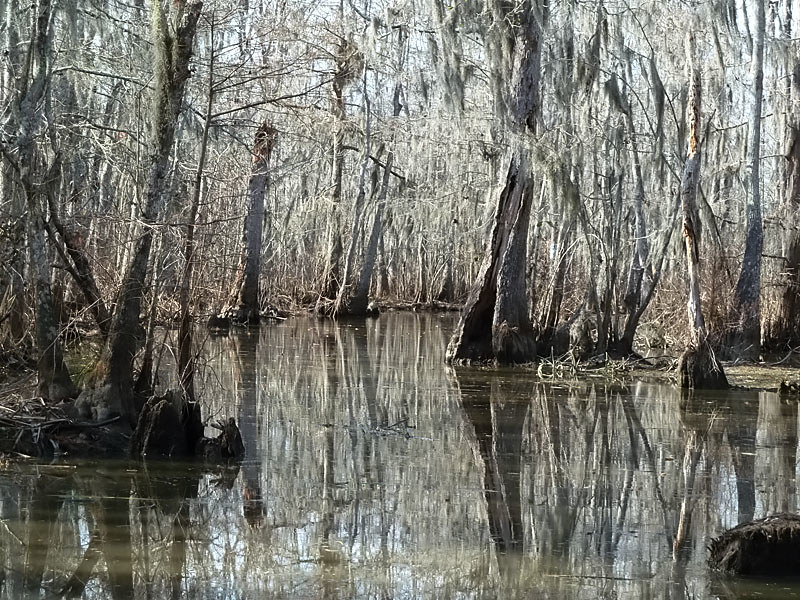 A Marsh? A Bog? A Swamp? A Fen? - Sierra Club BC