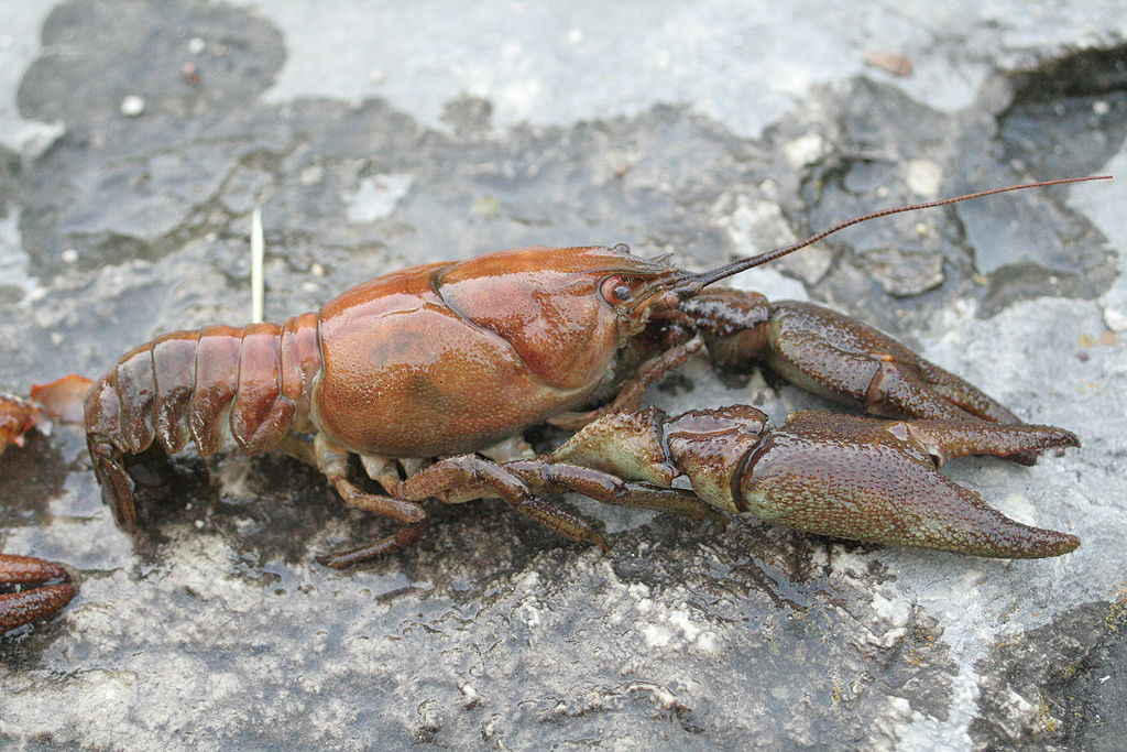 White-clawed crayfish in the UK