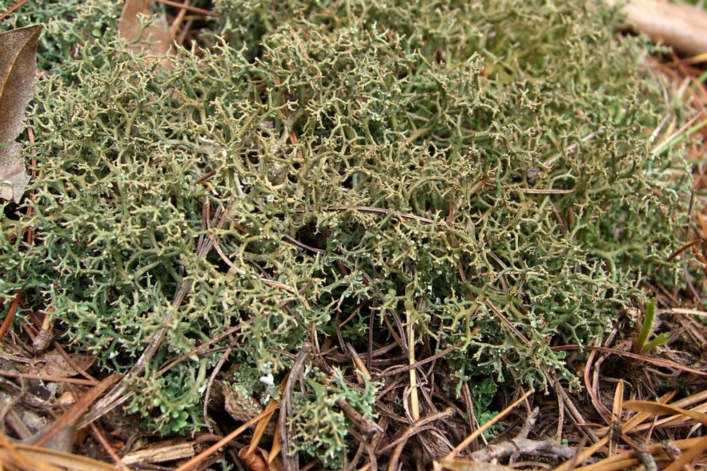 The NHBS Guide to UK Lichens