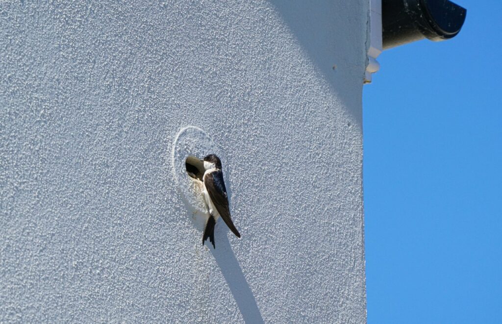 A swift entering a built-in bird box