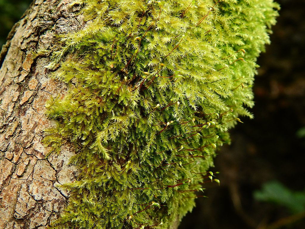 The NHBS Guide to UK Mosses – Hoopoe – A blog by nhbs