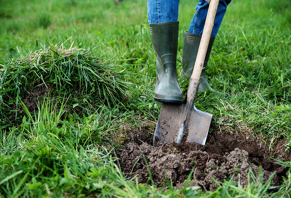 It’s tree planting season!