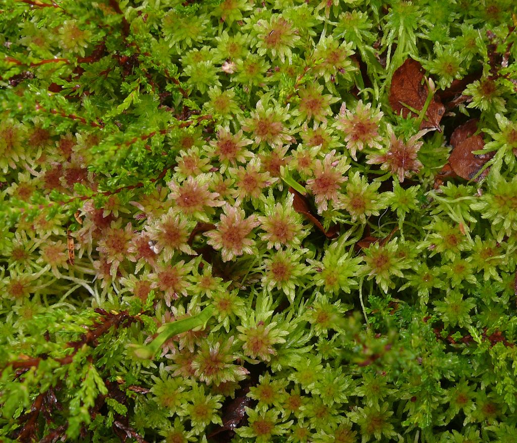 The NHBS Guide to UK Mosses