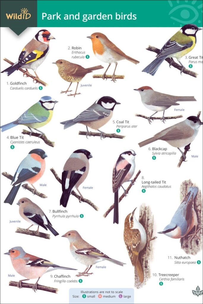 Big Garden Birdwatch ID guide, round 1: Tits and finches