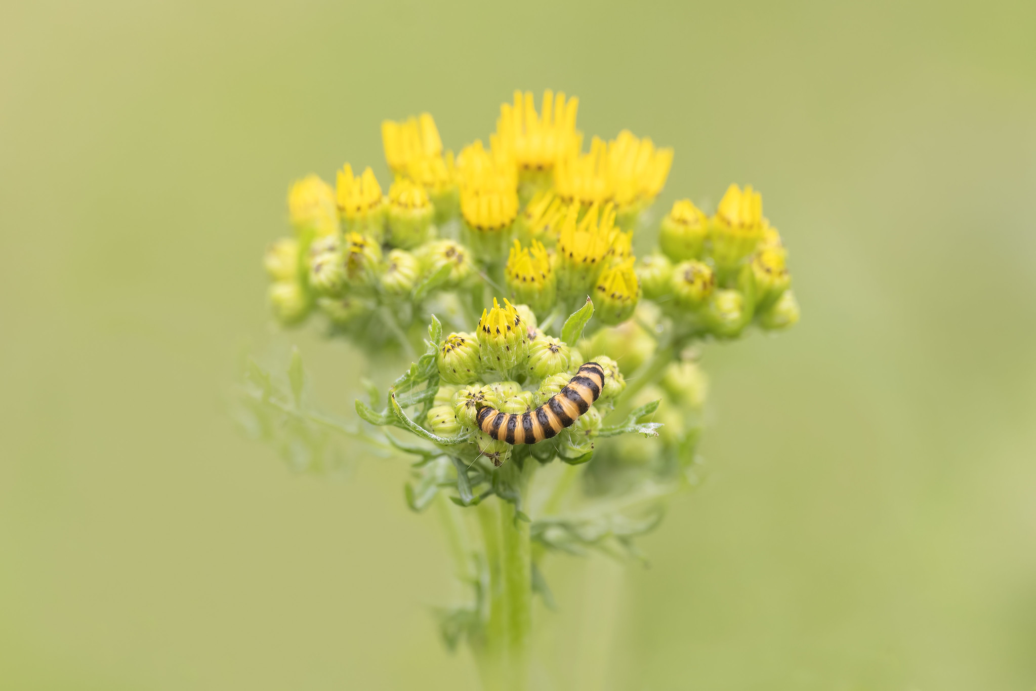 biodiversity-net-gain