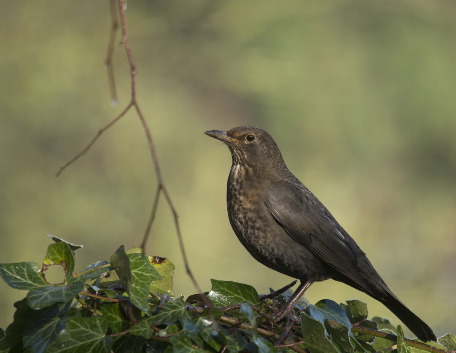 The NHBS Guide to UK Thrush Identification