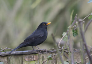 The NHBS Guide To UK Thrush Identification