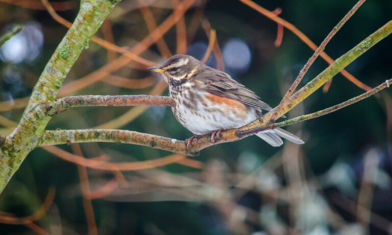 The NHBS Guide To UK Thrush Identification