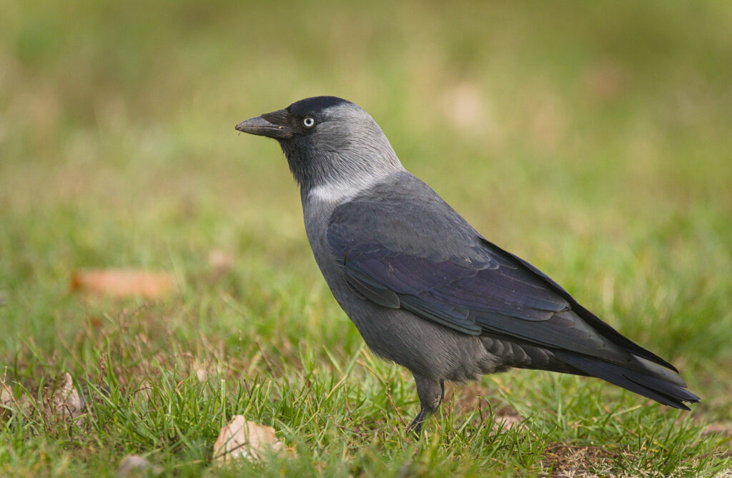 Rook (Corvus frugilegus) - British Birds - Woodland Trust