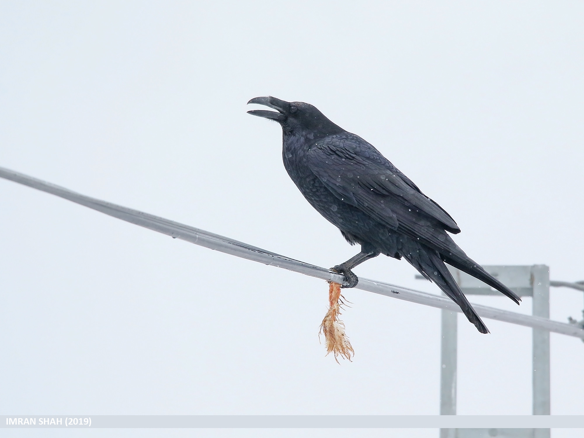 Identification of Juvenile Rooks and Carrion Crows - Corvid Isle