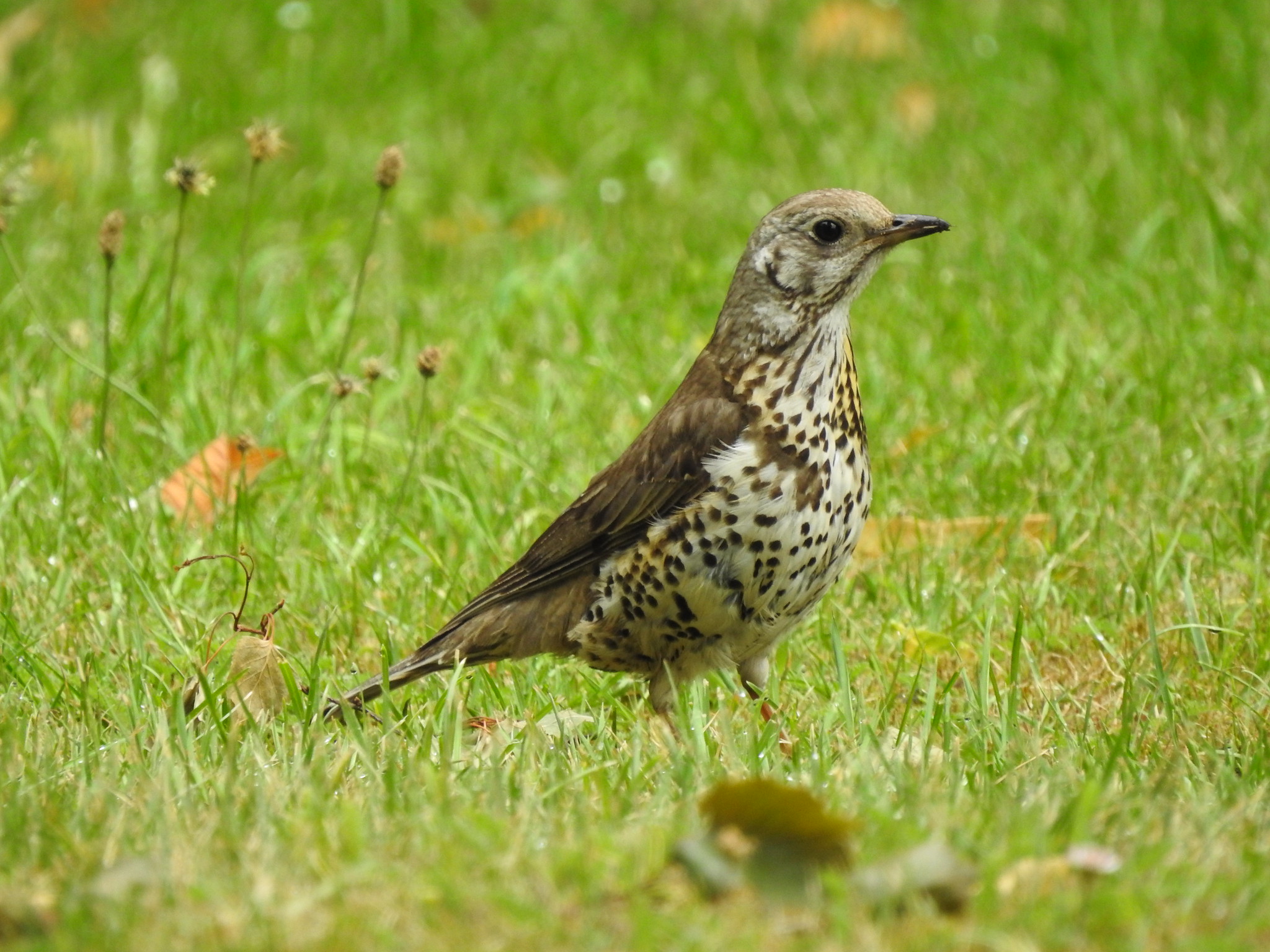 The NHBS Guide to UK Thrush Identification