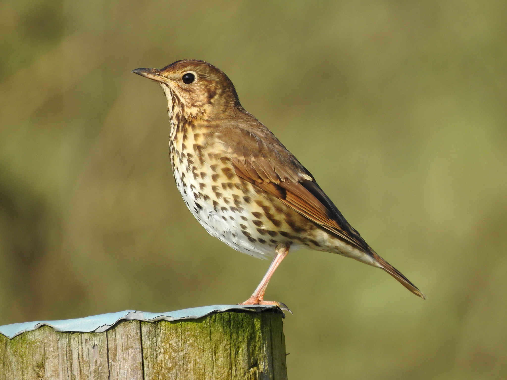 The NHBS Guide to UK Thrush Identification