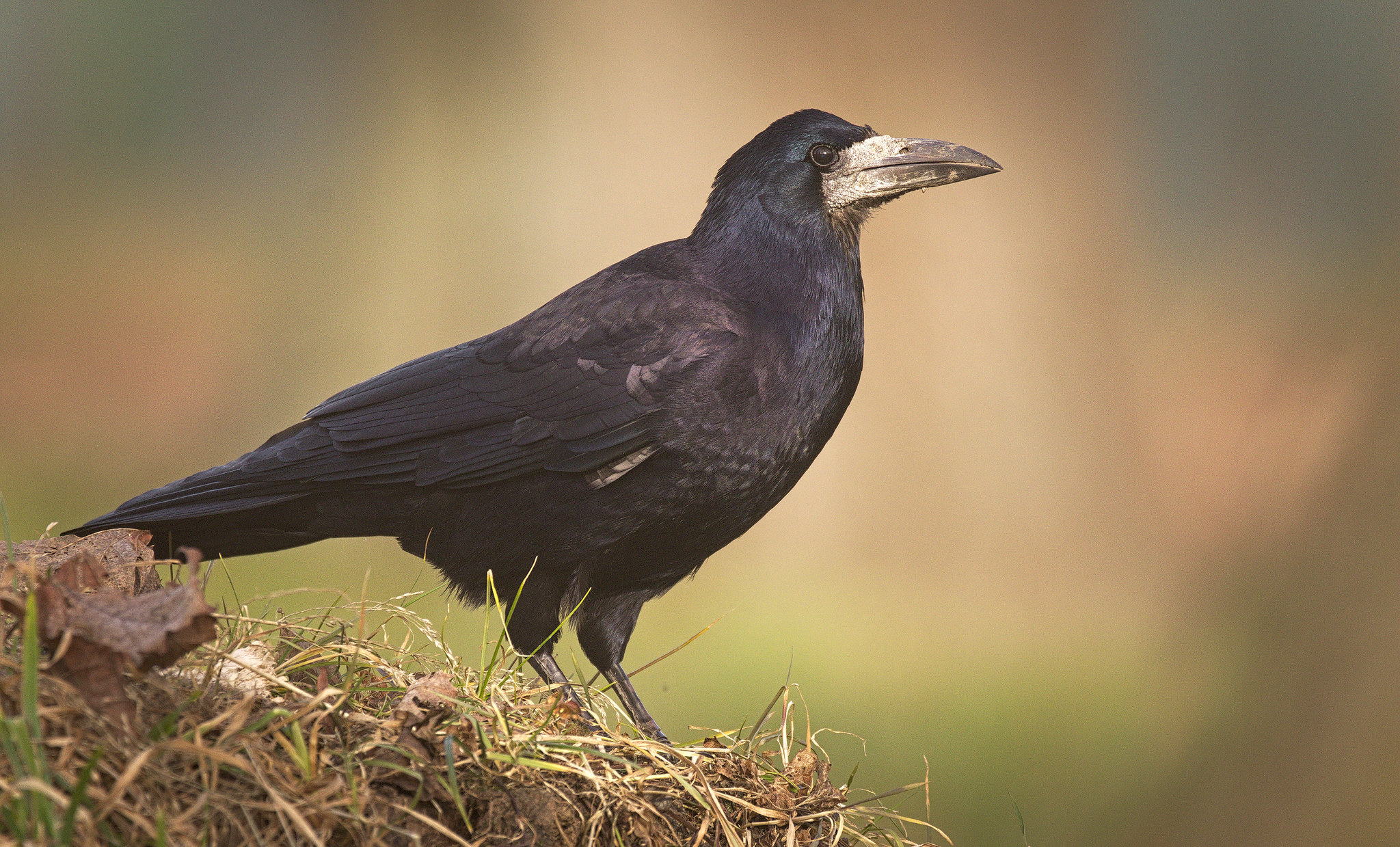 Rook (Corvus frugilegus) - British Birds - Woodland Trust