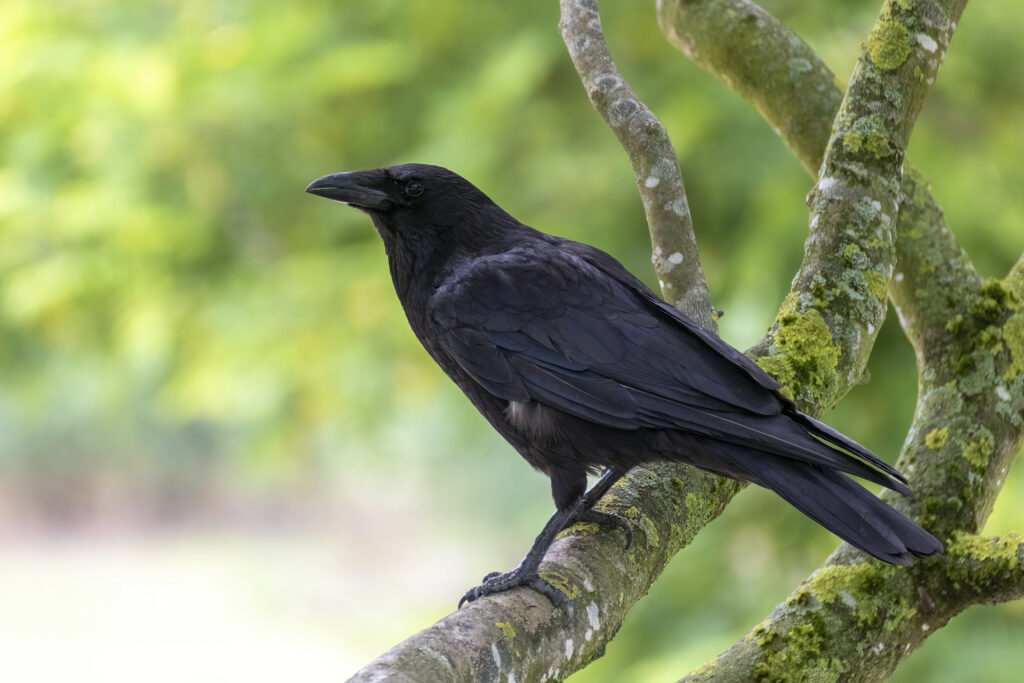 Rook (Corvus frugilegus) - British Birds - Woodland Trust