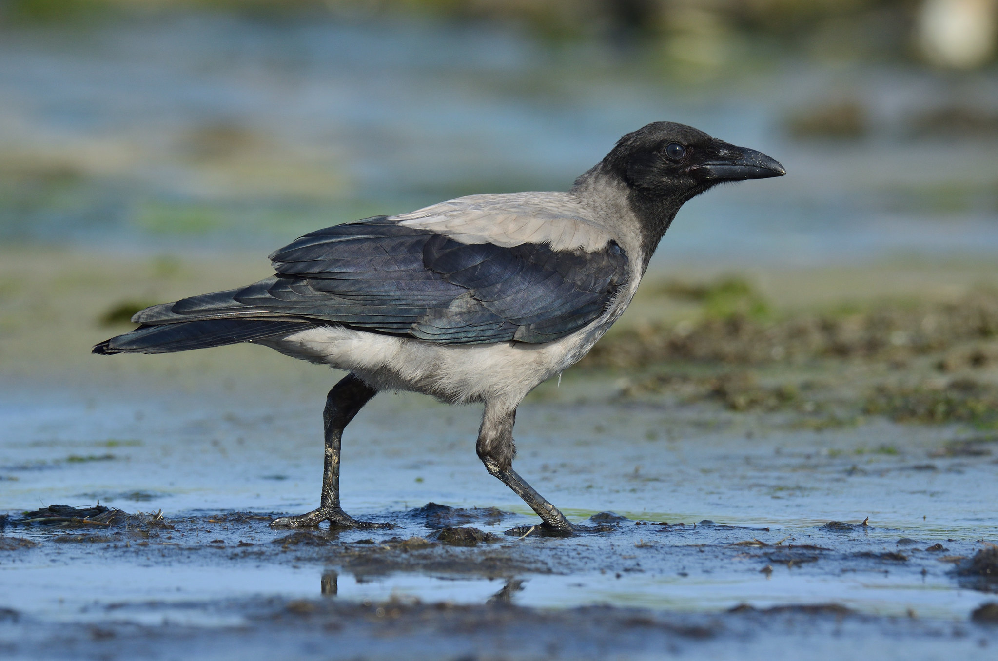 The NHBS Guide To UK Corvid Identification Hoopoe A Blog By Nhbs