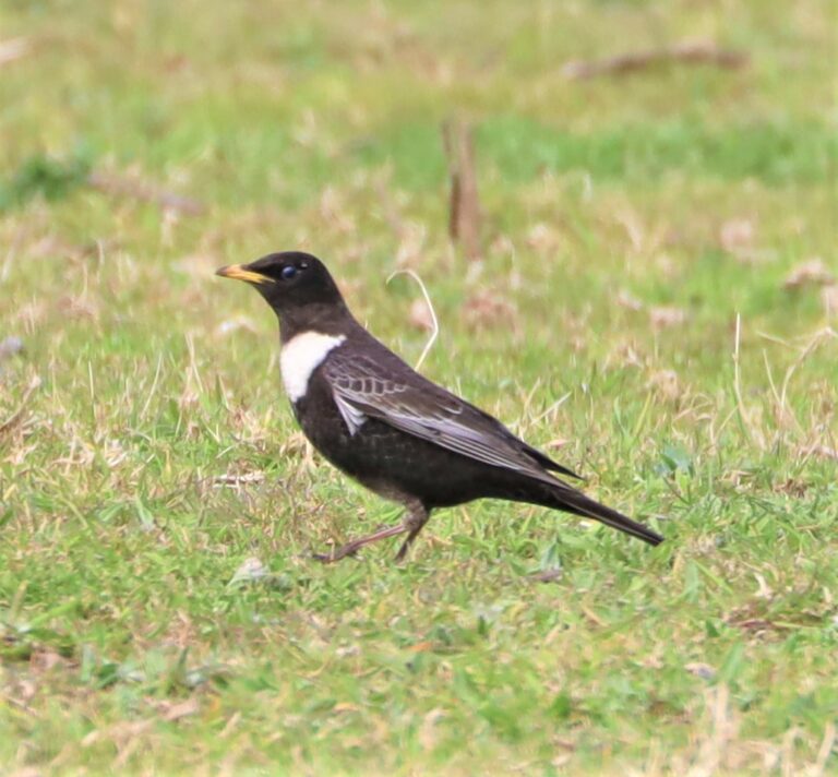 The NHBS Guide To UK Thrush Identification