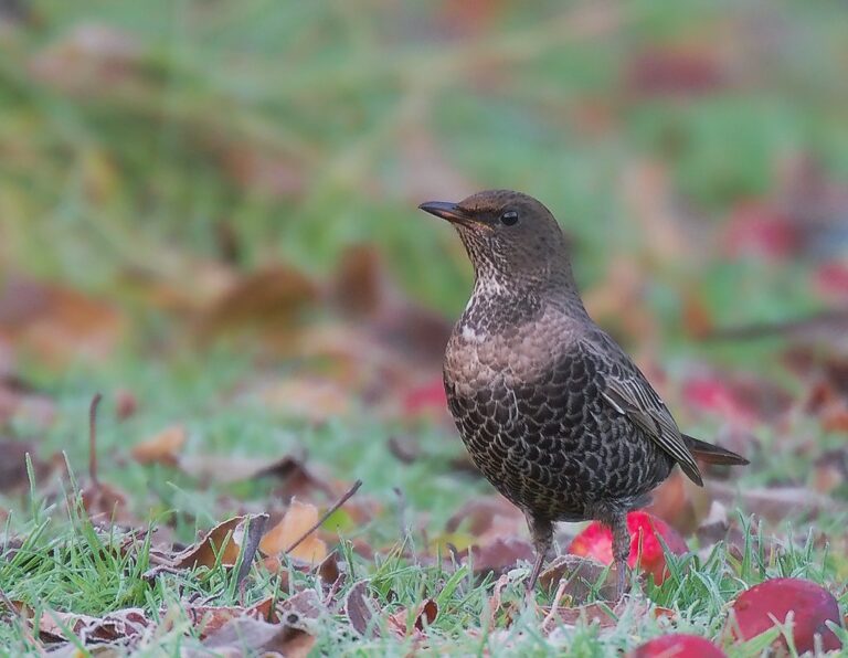 The NHBS Guide to UK Thrush Identification