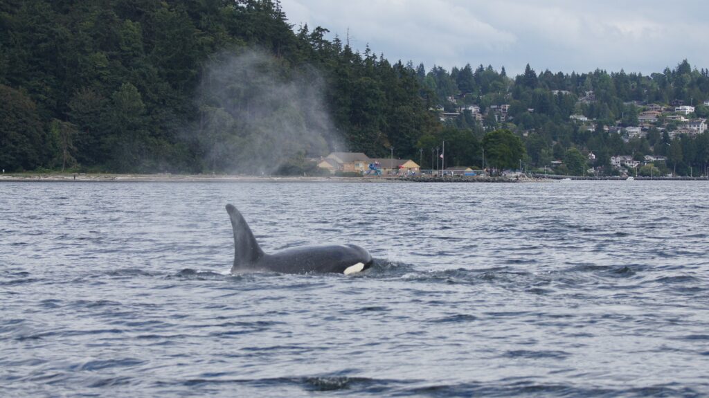 Orca surfacing near coast