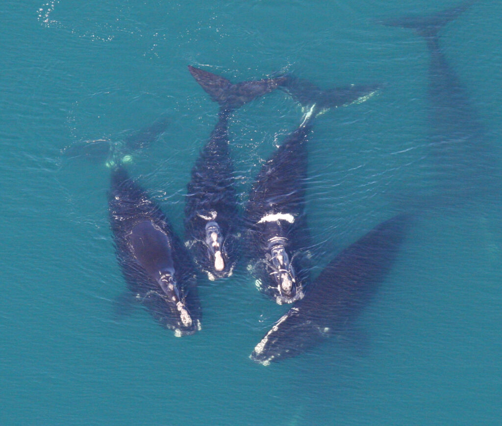 Pod of five North Atlantic right whales from birds-eye-view.