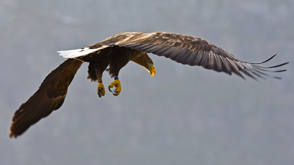White-tailed eagle flying.