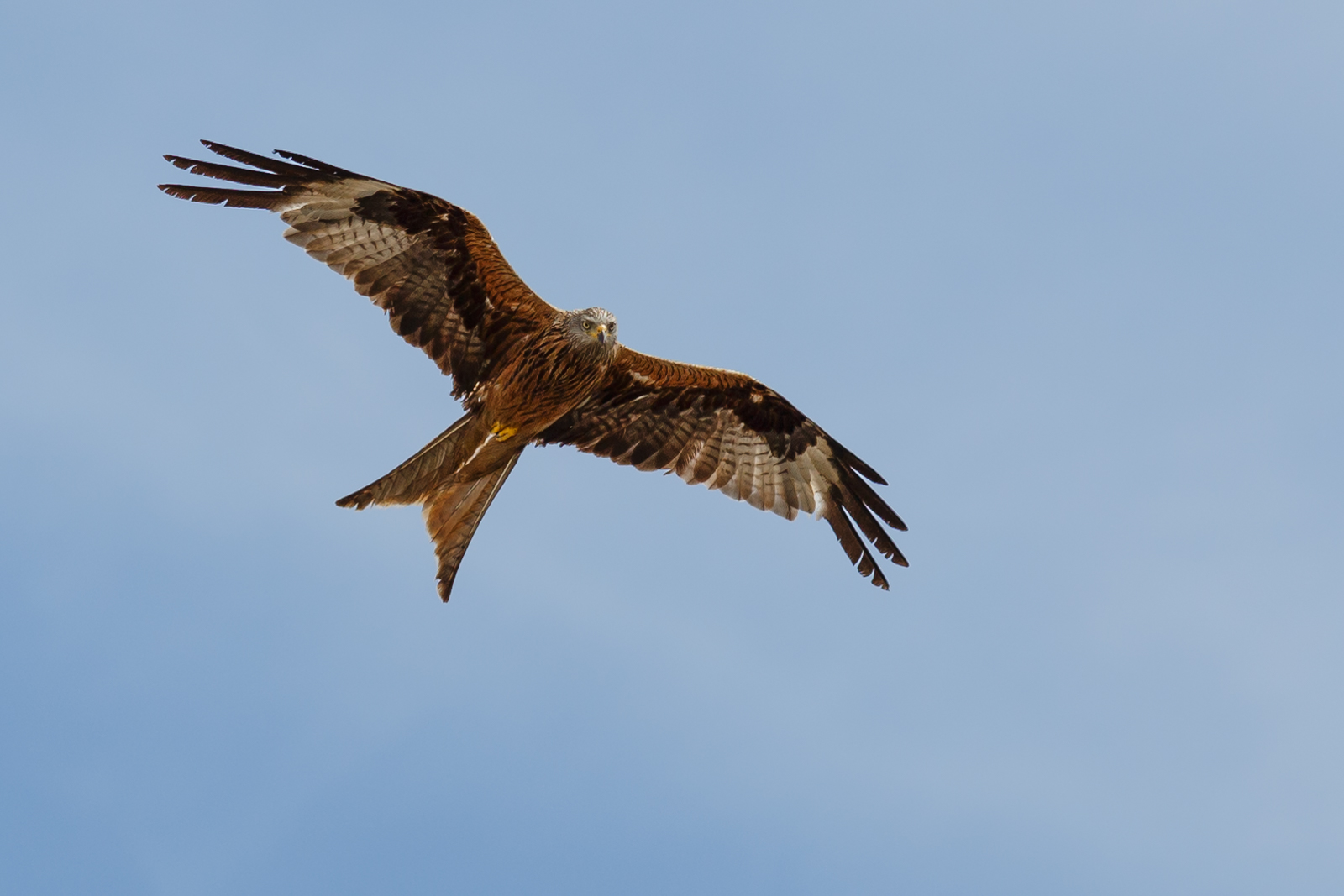 red kite raptor flying in the air