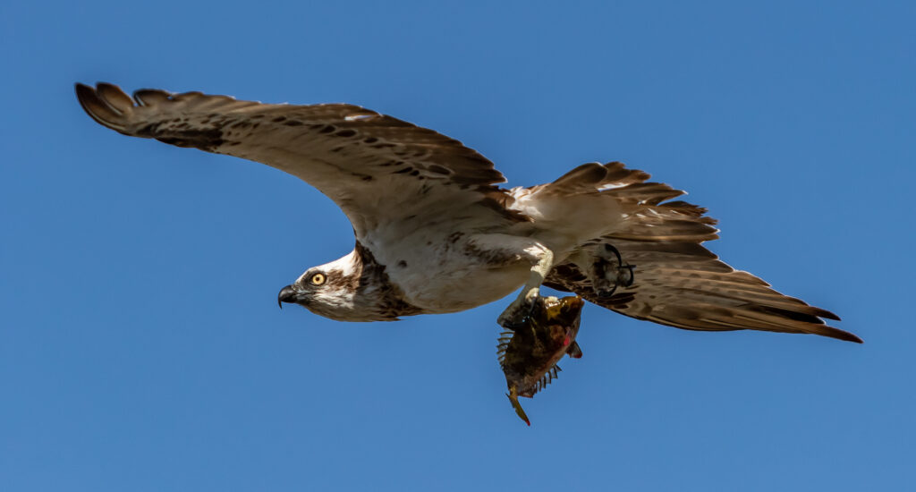 Osprey bird gliding through the air with a fish between its talons.