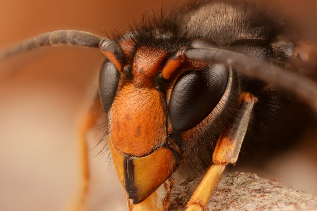 Close up face of a Asian hornet. 