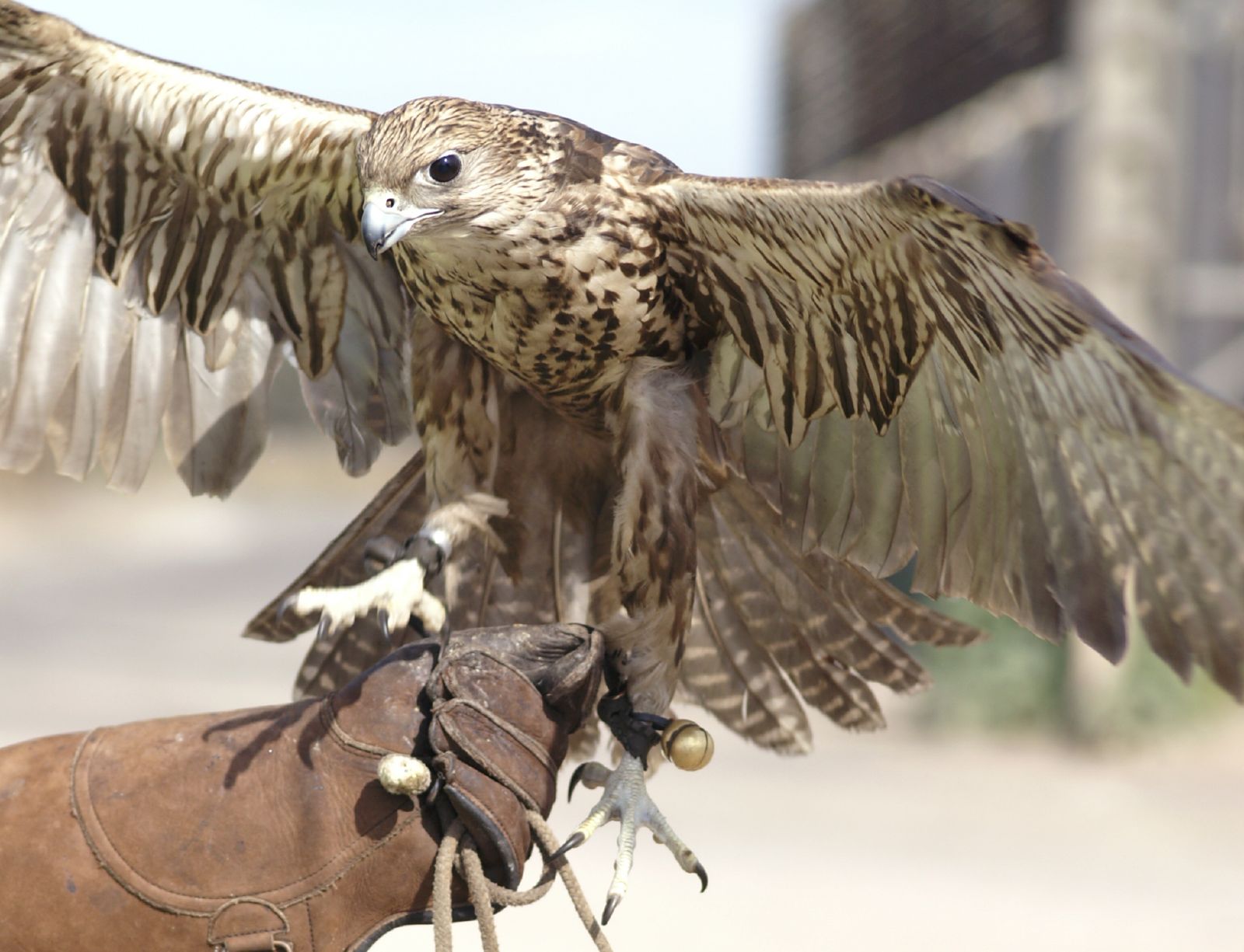 saker falcon on falconers glove