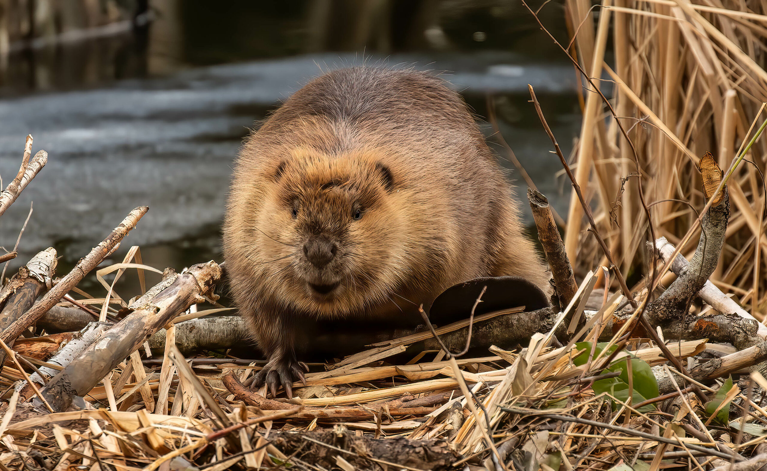 Beaver by a river staring at the camera 